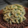 Brain Cactus